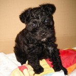 Chiky