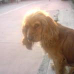Cuka