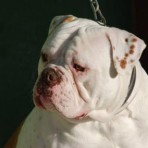 De billy bulldog odin