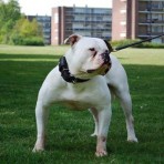 De billy bulldog lennox