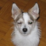 Tico