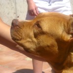 Zeron's pitbull Kina