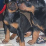 Cachorros de Dobermann