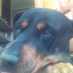 Rottino