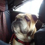 Roco