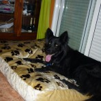 Curro