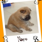 Napo