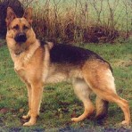 Bacic