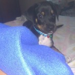 Toby