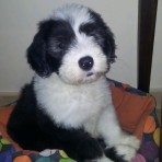 Bruno