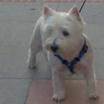 Perla