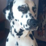 Pongo