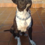 GOLIAT