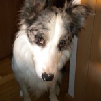 Rex