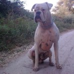 Bruno