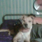 Perla