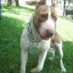 Hoshi