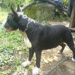 Tayson