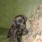 Rufo