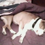 Tyson   