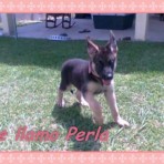 PERLA