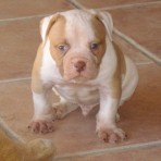 De billy bulldog baby dollar