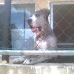 Aquiles