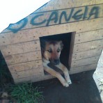 Canela