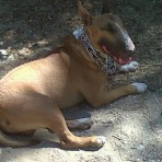 Arko