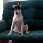 Chester