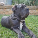 Aquiles