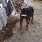 Lukela