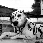 Pongo