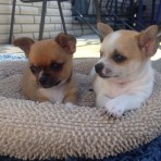 Chihuahua 