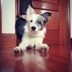 Eevy