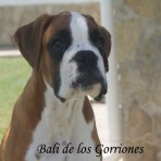 Bali de los gorriones