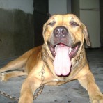 Aquiles