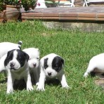 CAMADA STAFFORDSHIRE BULL TERRIER