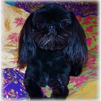 Domino de BlackPearl Shih Tzu