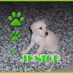 JUNIOR