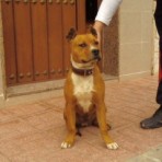 Jako