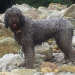 Inca