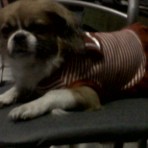 Lassie