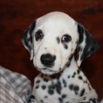 Pongo