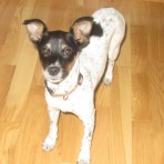 Laika