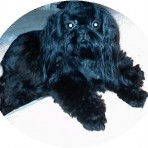 Raven de BlackPearl Shih Tzu