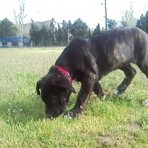 Canna (presa canario)