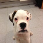 Shiro