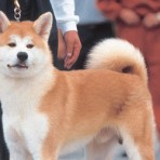 Hachiko