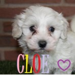 Cloe